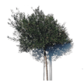 kropiatree-icon